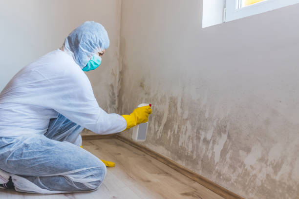 Licensed Mold Cleanup service in Salem, VA - WQB Mold Removal