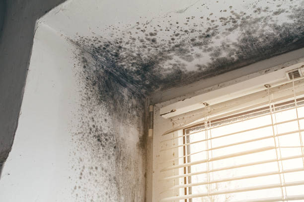Affordable Mold Cleanup solutions in Salem, VA